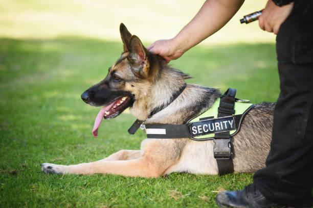 Dog Security